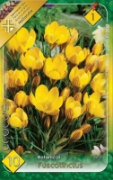 VIRÁGHAGYMA CROCUS FUSCOTINCTUS X10 1-ES ÁCS.