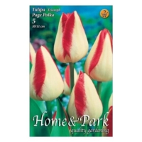 VIRÁGHAGYMA TULIPÁN PAGE POLKA X5 2-ES ÁCS.