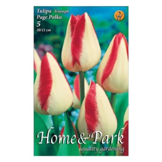 VIRÁGHAGYMA TULIPÁN PAGE POLKA X5 2-ES ÁCS.