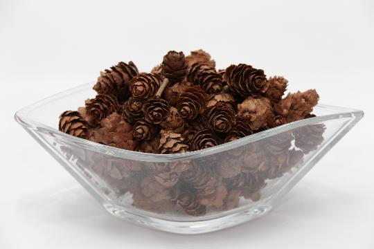 SZÁRAZ VÖRÖSFENYŐ TOBOZ KÍNAI NATUR