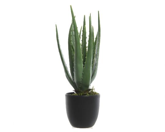 MÛVIRÁG ALOE VERA CSERÉPBEN 800789