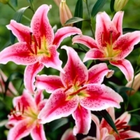 VIRÁGHAGYMA LILIOM STARGAZER X1 1-ES ÁRCSOPORT