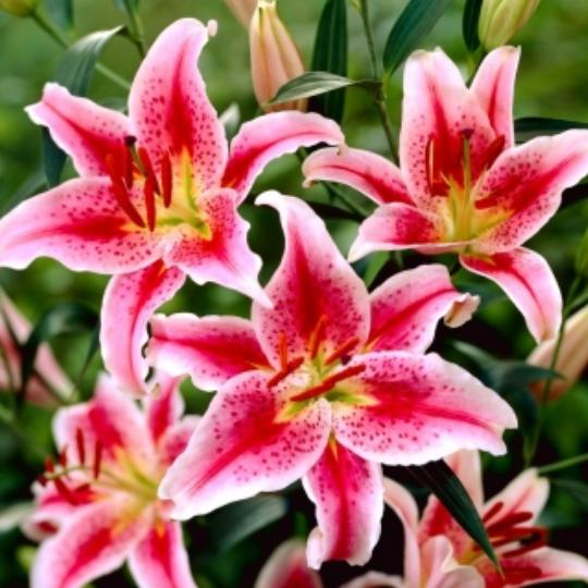 VIRÁGHAGYMA LILIOM STARGAZER X1 1-ES ÁRCSOPORT