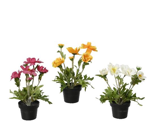 MÛVIRÁG ANEMONE MIX CSERÉPBEN 22CM 899782