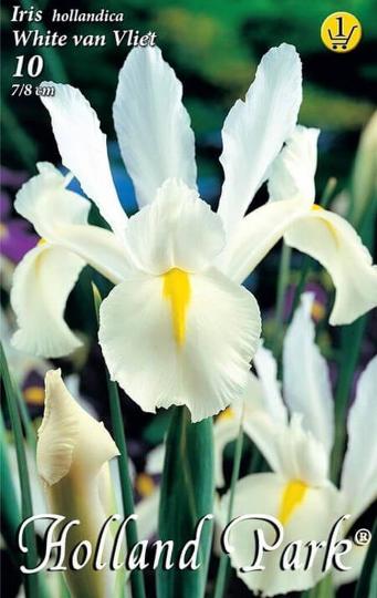 VIRÁGHAGYMA IRIS WHITE 1-ES ÁRCSOPORT