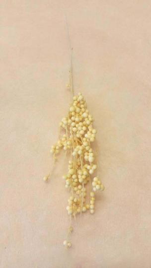 ŐSZI BOGYÓS ÁG KRÉM N14127