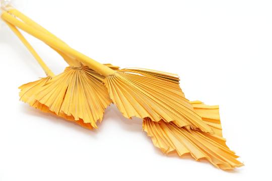 SZÁRAZ PÁLMALEVÉL SÁRGA