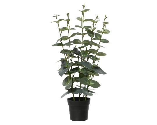 MÛVIRÁG EUCALYPTUS CSERÉPBEN 54CM 899792