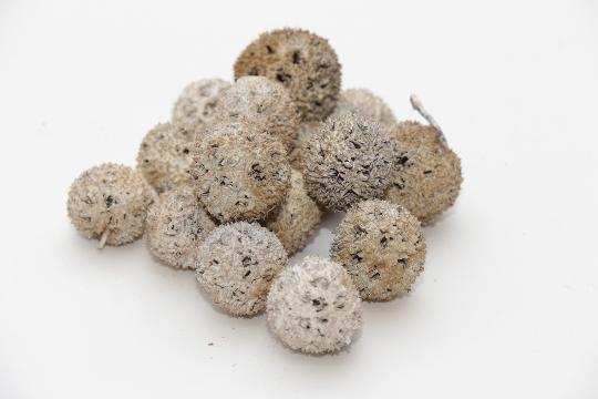 SZÁRAZ ÁMBRAFA ZÚZMARÁS