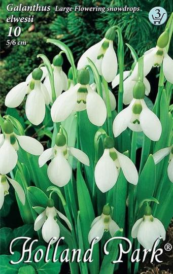 VIRÁGHAGYMA HÓVIRÁG GALANTHUS X10 3-AS ÁCS.