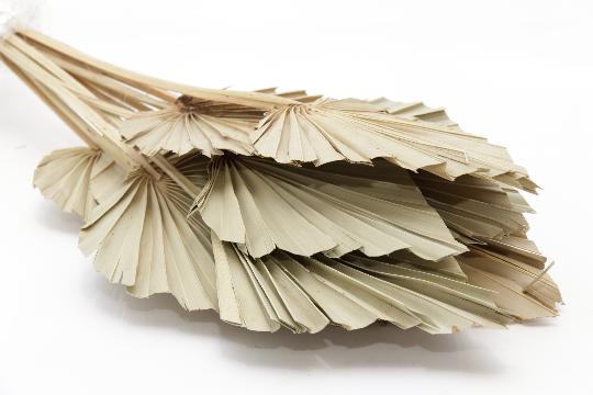 SZÁRAZ PÁLMALEVÉL NATUR