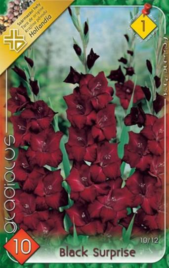 VIRÁGHAGYMA KARDVIRÁG BLACK SURPRISE X10 1-ES ÁRCSOPORT