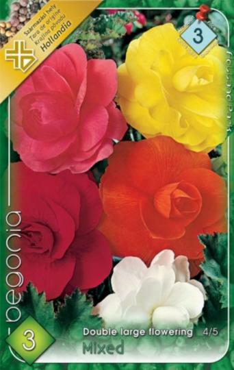 VIRÁGHAGYMA BEGONIA DOUBLE MIXED 3-AS ÁCS