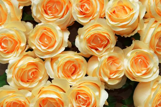 MÛVIRÁG RÓZSA NYÍLOTT NAGYX40 KRÉMBARACK RSZ KÖZÉPPEL VIL