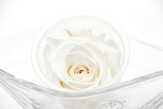 ÖRÖKROZSA ETEMAL FEHÉR