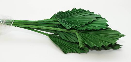 SZÁRAZ PÁLMALEVÉL SÖTÉTZÖLD