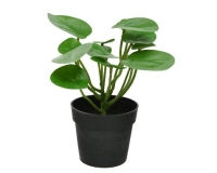 SELYEM PÉNZVIRÁG/PILEA CSERÉPBEN 800186