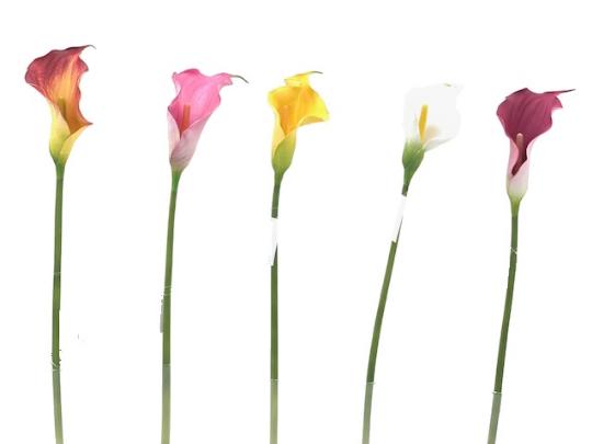 SELYEM CALLA 72CM MIX 383839910958