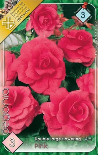 VIRÁGHAGYMA BEGÓNIA PINK X3 3-AS ÁRCSOPORT