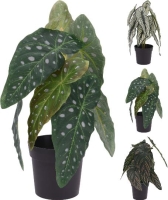 MÛVIRÁG CALATHEA CSERÉPBEN 33CM 040890