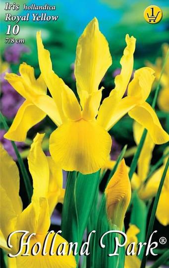 VIRÁGHAGYMA IRIS ROYAL YELLOW 1-ES ÁRCSOPORT