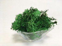 SZÁRAZ ISLANDI MOHA NAGY KÖZÉPZÖLD VILÁGOS