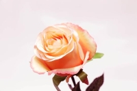 MÜVIRAG ROZSA NYILOTT HOSSZU X1 BARACK/RSZIN SÖTÉT