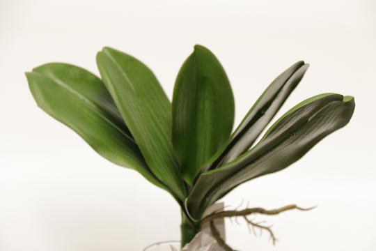 SELYEM ORCHIDEA TŐ NAGY DS41148 6 leveles