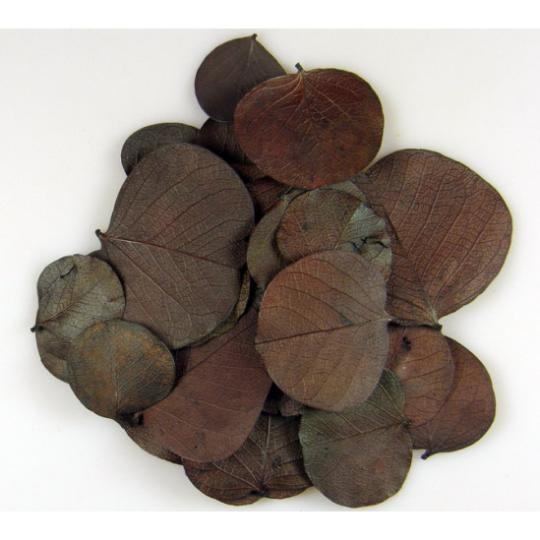 SZÁRAZ MONETA LEVÉL BARNA