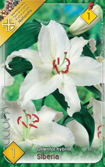 VIRÁGHAGYMA LILIOM SIBERIA X1 1-ES ÁRCS.