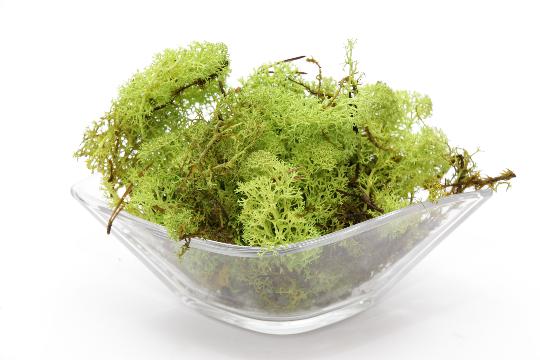 SZÁRAZ ISLANDI MOHA NAGY VILÁGOSZÖLD