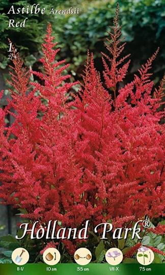 VIRÁGHAGYMA ASTILBE RED 1-ES ÁCS.