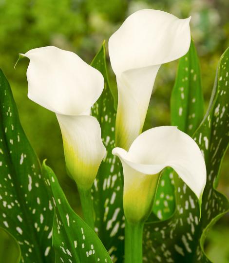 VIRÁGHAGYMA CALLA WHITE X1 3-AS ÁRCSOPORT