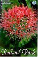 VIRÁGHAGYMA SCADOXUS X1 3-AS ÁRCS.