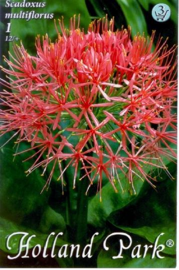 VIRÁGHAGYMA SCADOXUS X1 3-AS ÁRCS.