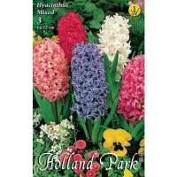 VIRÁGHAGYMA HYACINTHUS MIXED X3 1-ES ÁCS.