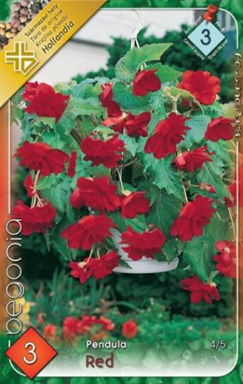 VIRÁGHAGYMA BEGONIA PENDULA RED 3-AS ÁCS