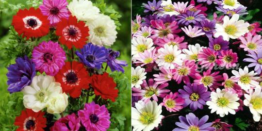 VIRÁGHAGYMA ANEMONE HOLLANDIA 1-ES ÁCS.