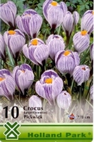 VIRÁGHAGYMA CROCUS WHITE/PURPLE 1-ES ÁRCSOPORT