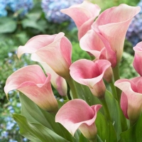 VIRÁGHAGYMA CALLA PINK X1 3-AS ÁRCSOPORT