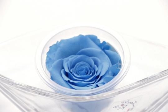 ÖRÖKROZSA ETEMAL VILÁGOSKÉK