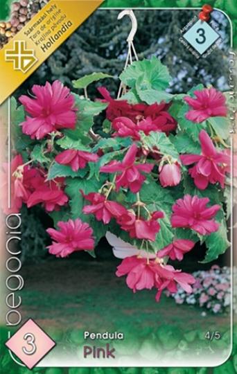 VIRÁGHAGYMA BEGONIA PENDULA PINK 3-AS ÁCS