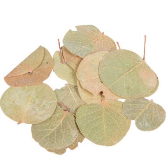 SZÁRAZ MONETA LEVÉL NATÚR