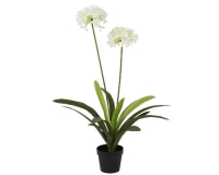 MÛVIRÁG AGAPANTHUS 105CM 833574