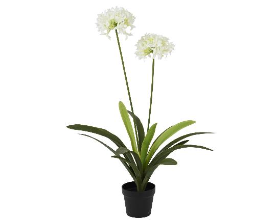 MÛVIRÁG AGAPANTHUS 105CM 833574