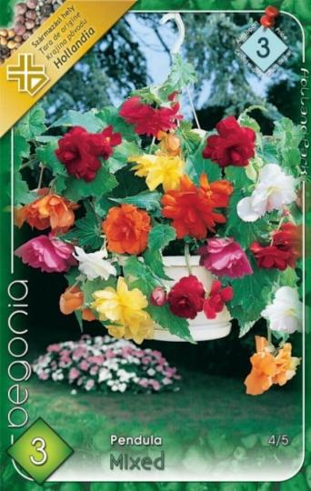 VIRÁGHAGYMA BEGONIA PENDULA MIXED 3-AS ÁCS