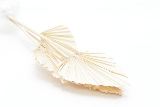 SZÁRAZ PÁLMALEVÉL FEHÉR