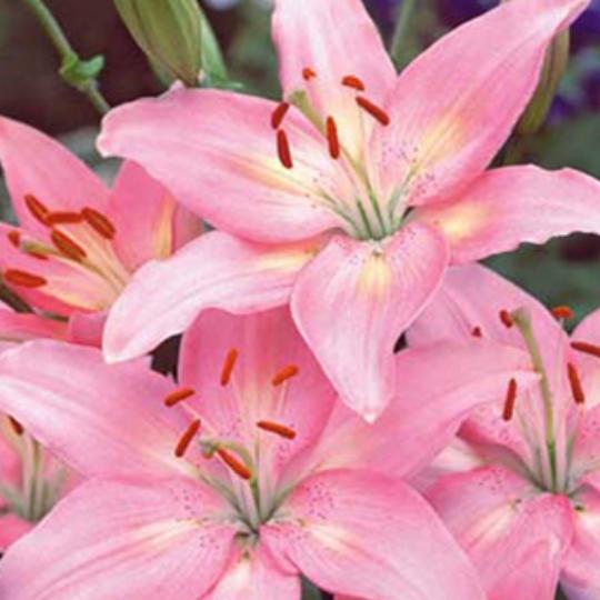 VIRÁGHAGYMA LILIOM PINK X1 1-ES ÁRCSOPORT