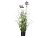 MÛVIRÁG AGAPANTHUS CSERÉPBEN 90CM 890003