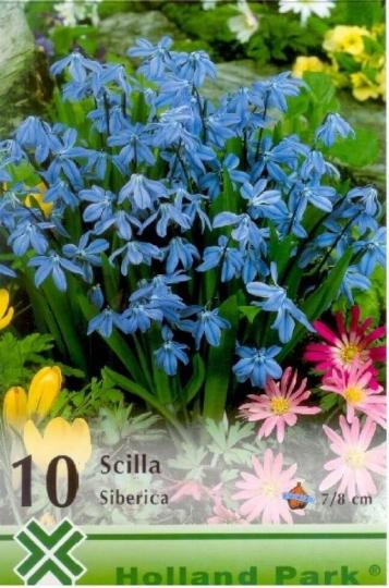 VIRÁGHAGYMA SCILLA 2-ES ÁRCSOPORT